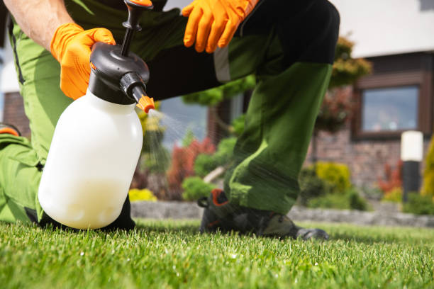 Best Flea Control Services  in Runaway Bay, TX