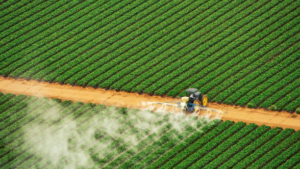 Best Insect Control  in Runaway Bay, TX