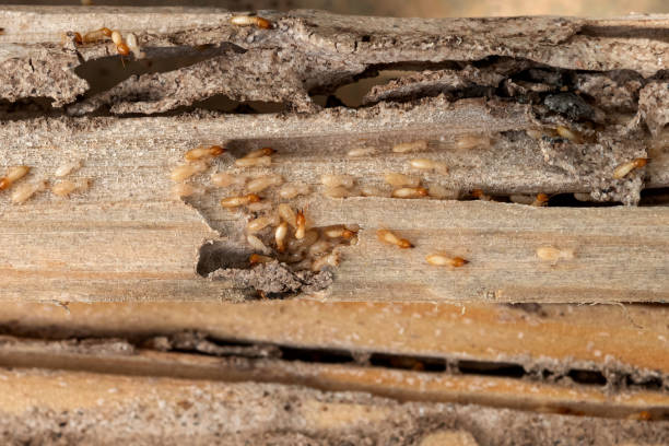 Best Cockroach Control Services  in Runaway Bay, TX